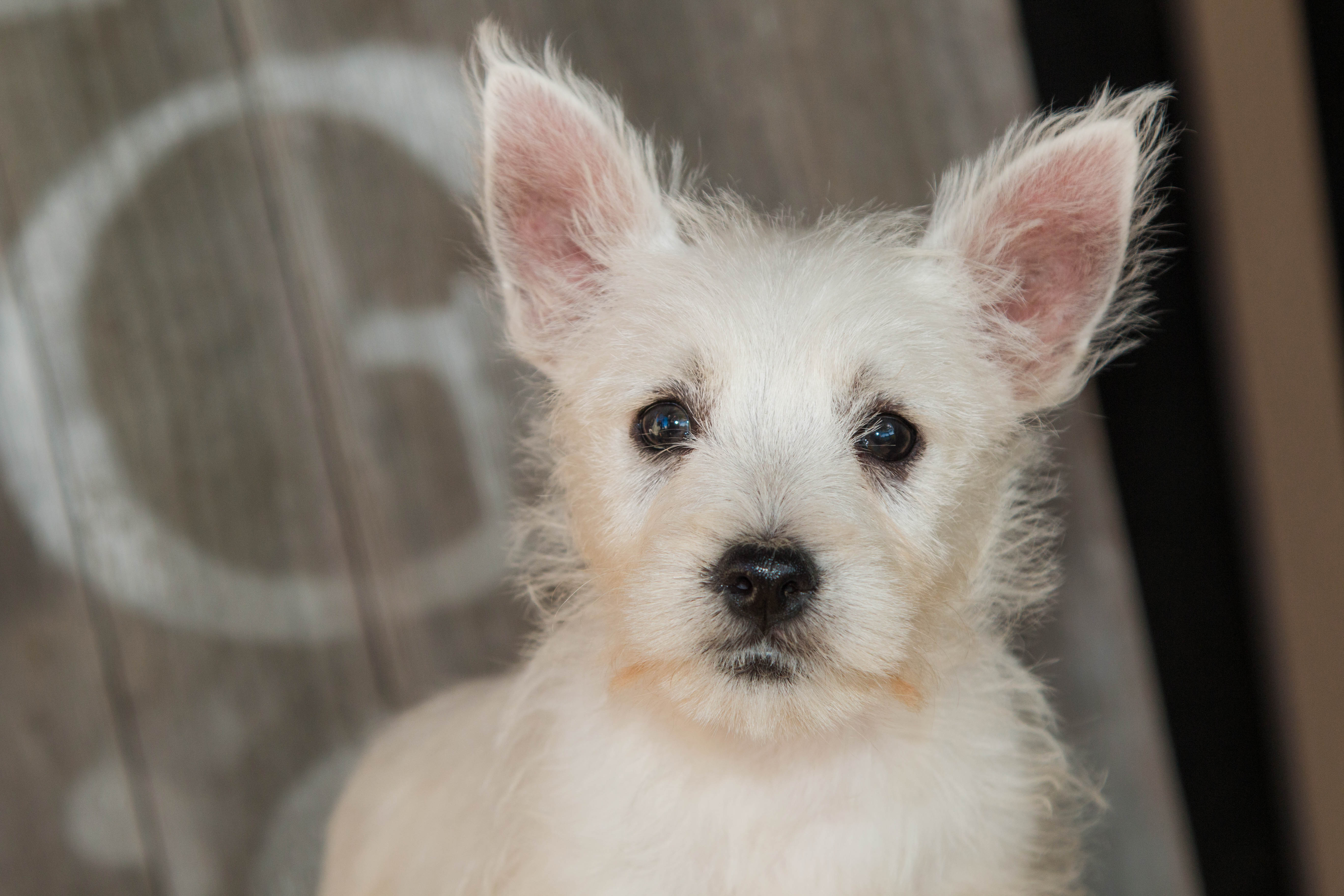 puppy, for, sale, West Highland White Terrier, Amos B. King, dog, breeder, Romney, WV, dog-breeder, puppy-for-sale, forsale, nearby, find, puppyfind, locator, puppylocator, aca